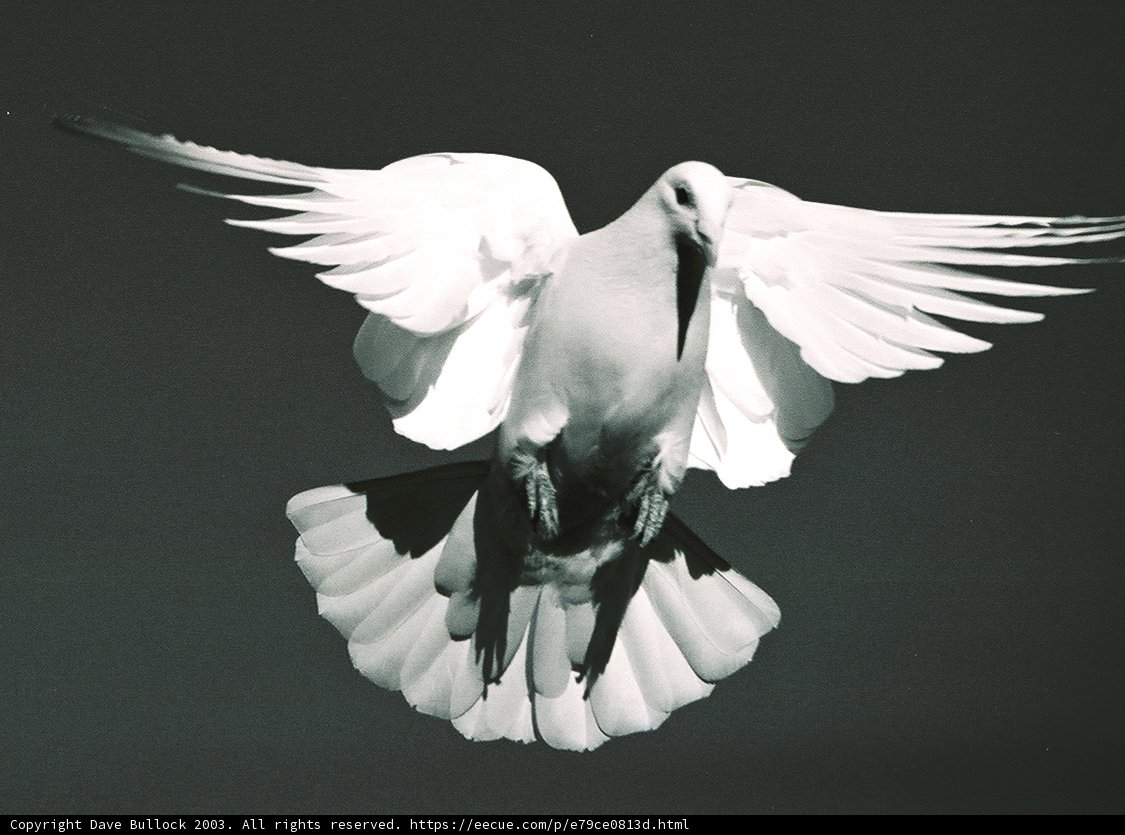 Heavenly Dove