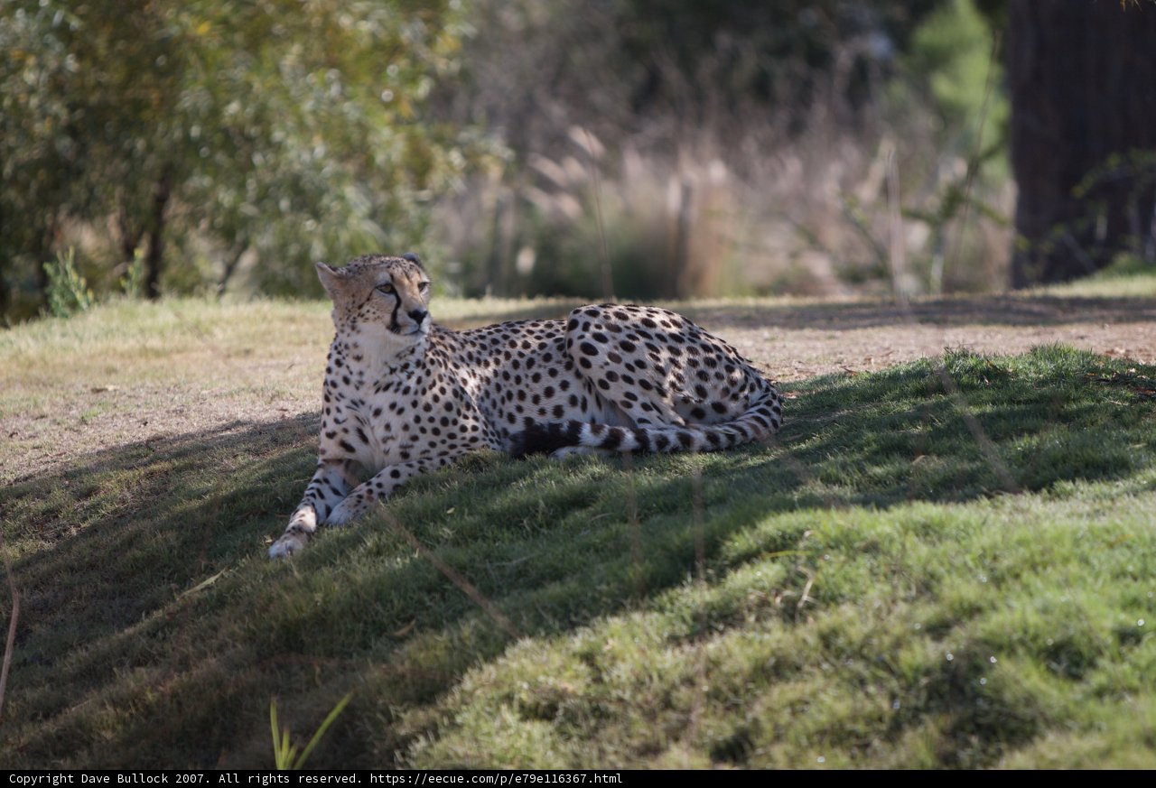 Regal Cheetah on the Grass Hill