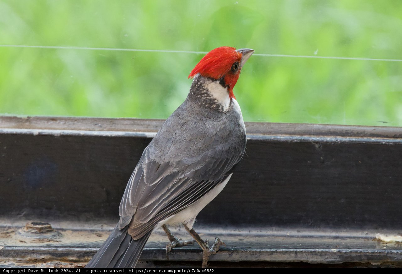 Regal Observer: The Finch at Honolulu Zoo