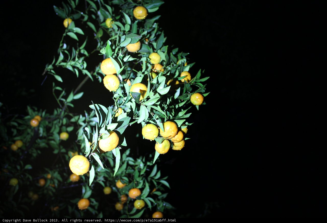 Citrus Fruits in the Dark