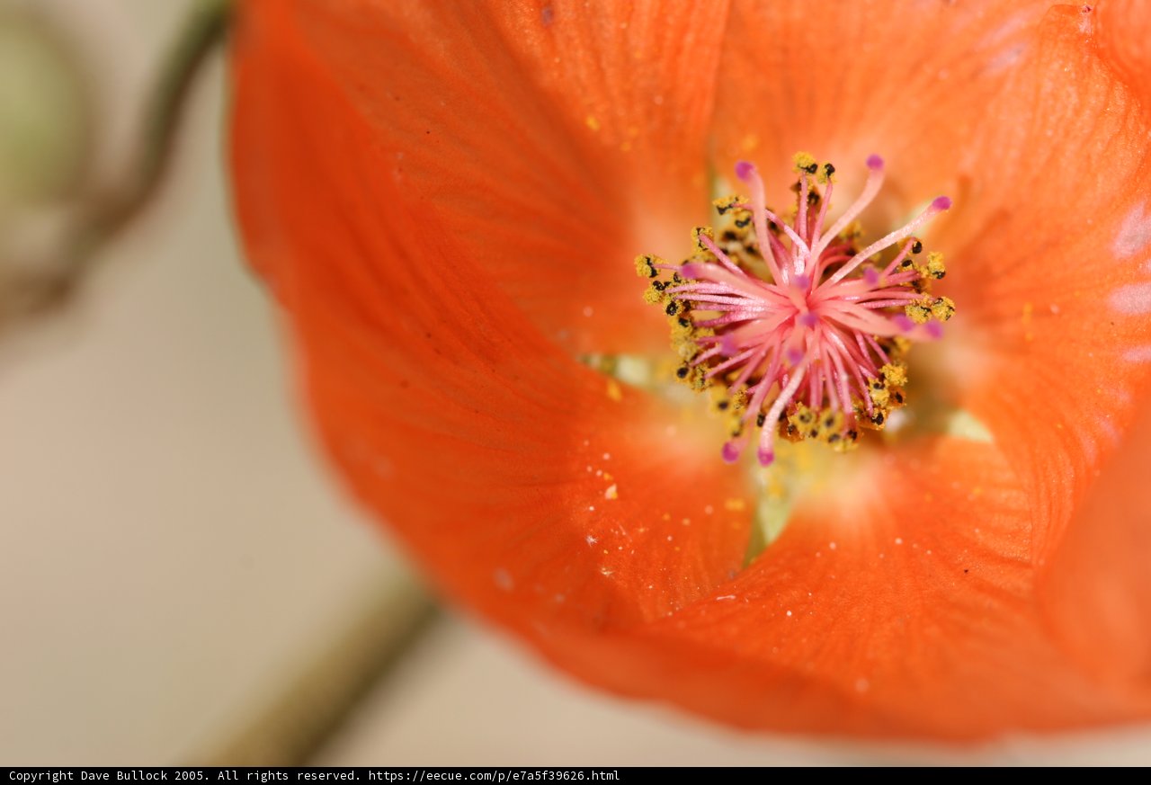 Vibrant Orange Lily Blossom