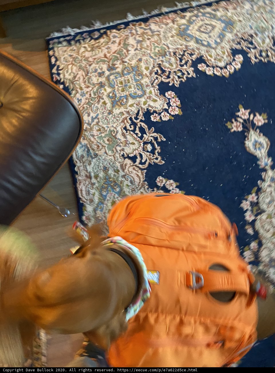 Orange Jacketed Pup