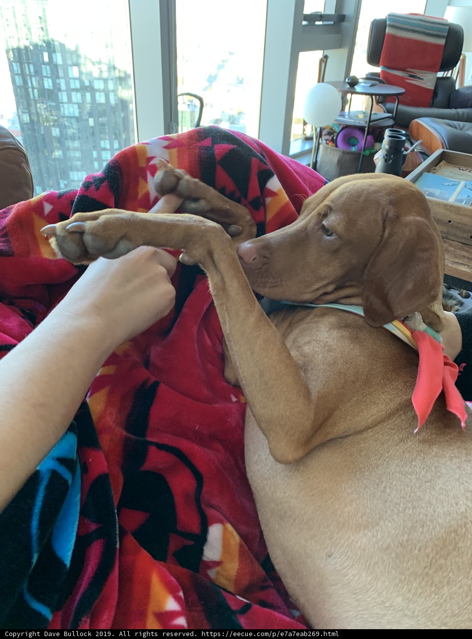 Cozying Up with a Canine Companion