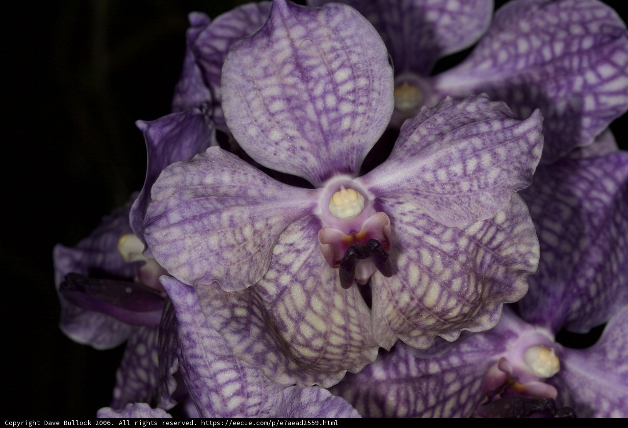 Pretty Purple Orchid with White Spots