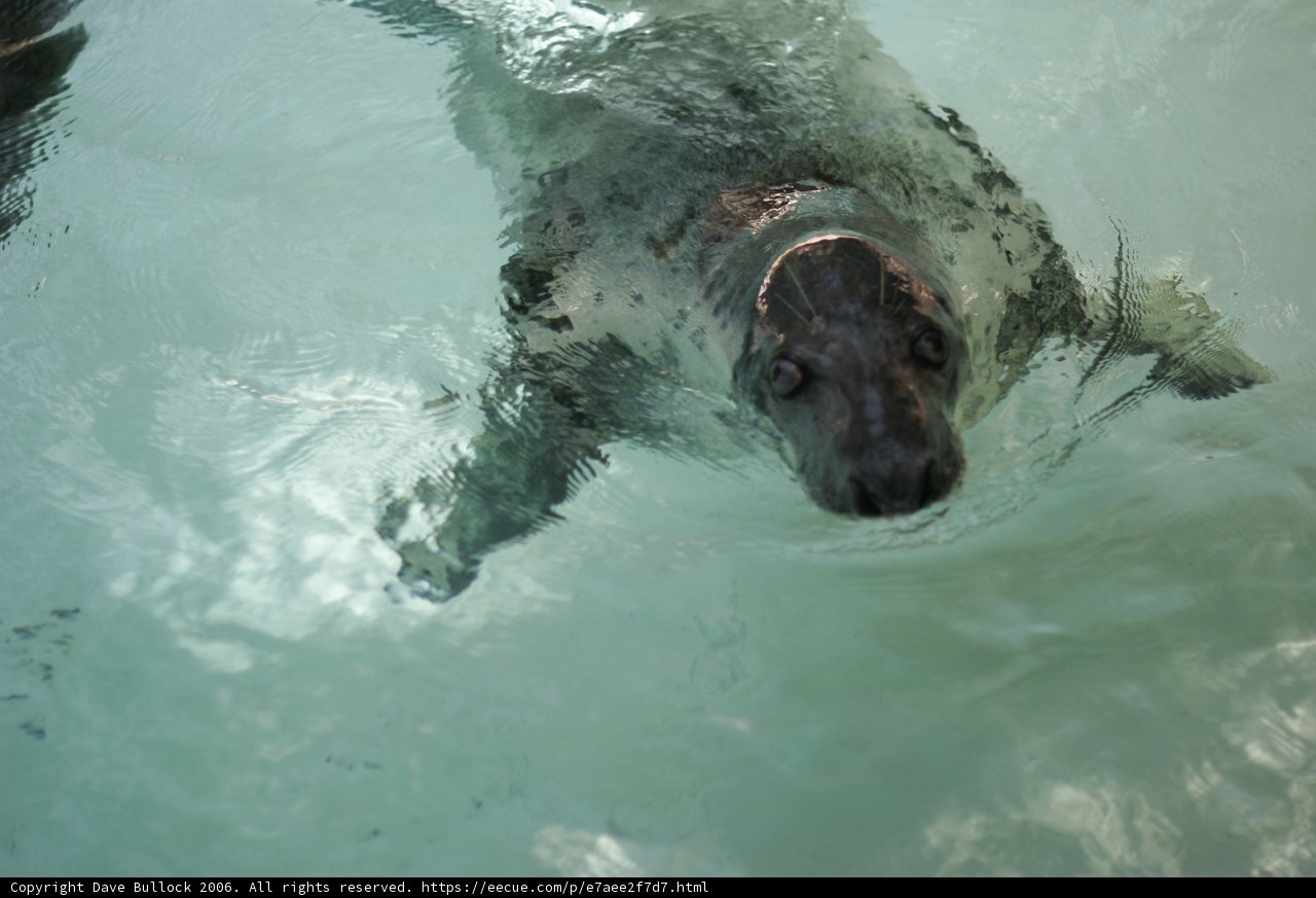 Seal in its natural element