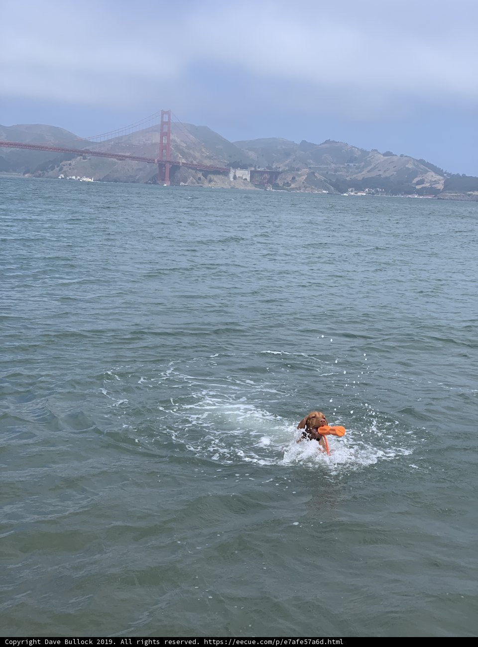 Wet and Wild Canine Swimmer