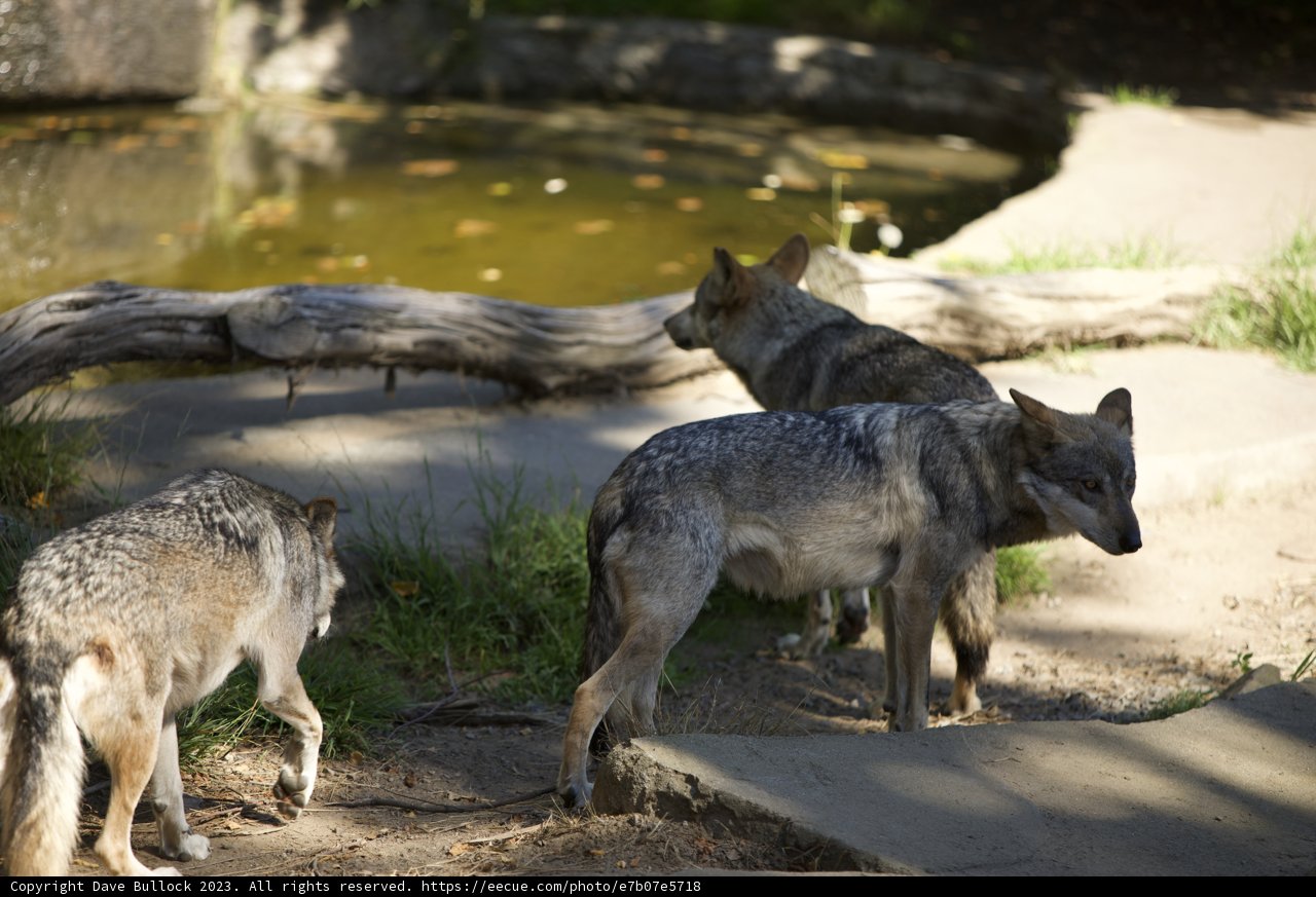 A Trio of Wilderness at San Francisco Zoo, 2023