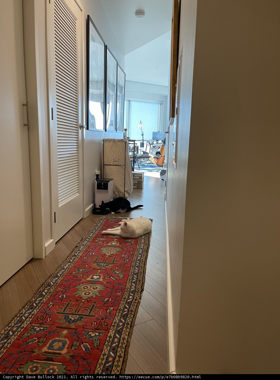 Feline Relaxation in a Cozy Hallway