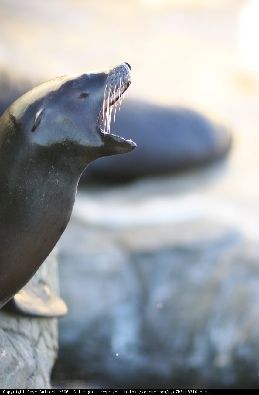 Roaring Sea Lion
