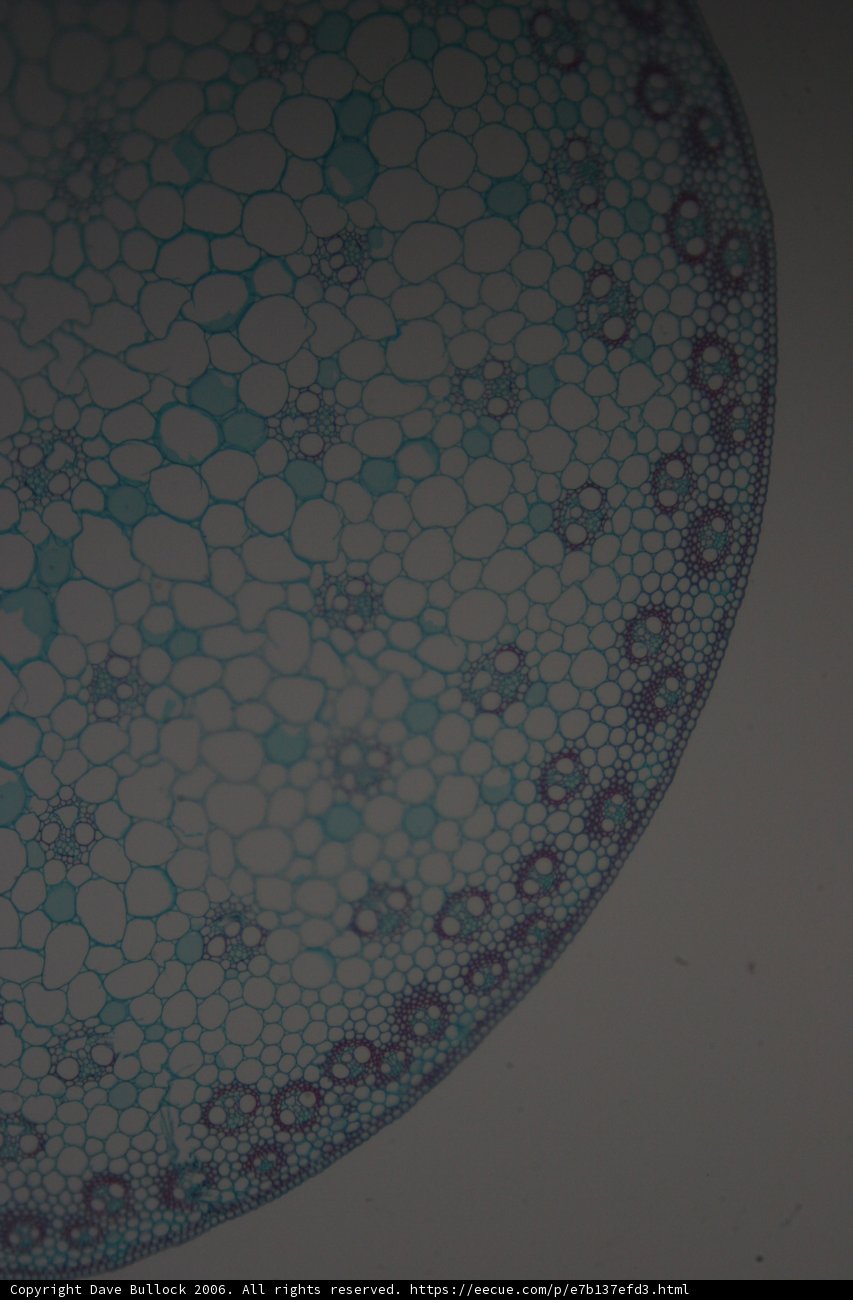 Blue Patterned Plant Cell