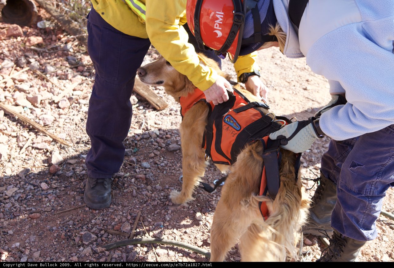 Rescuing Man's Best Friend