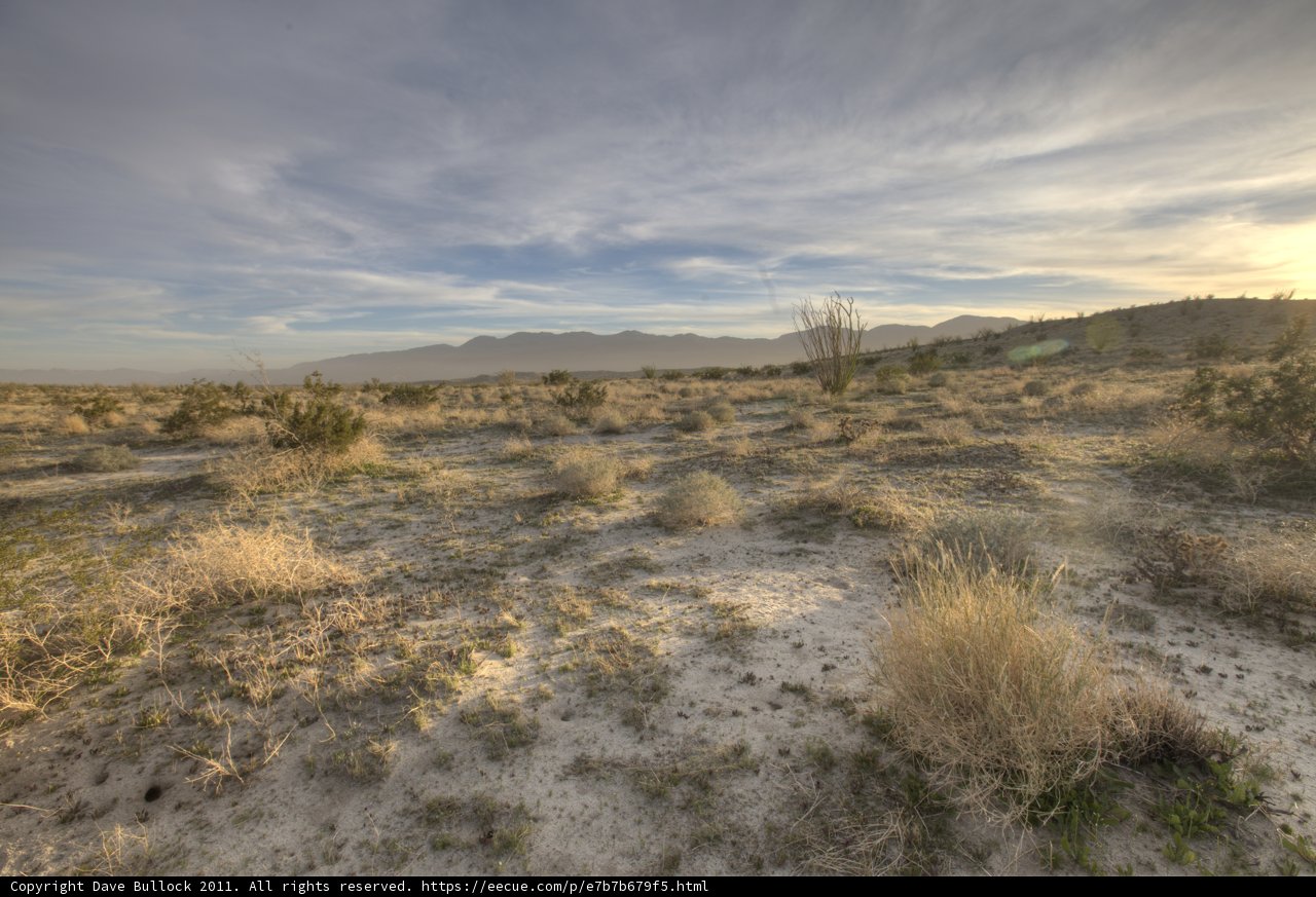 Serene Savanna
