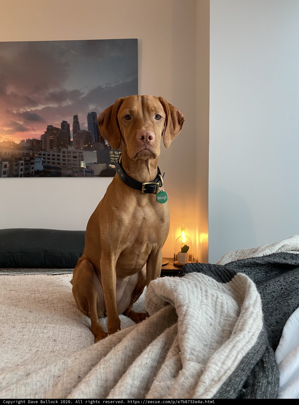 Paws for Art