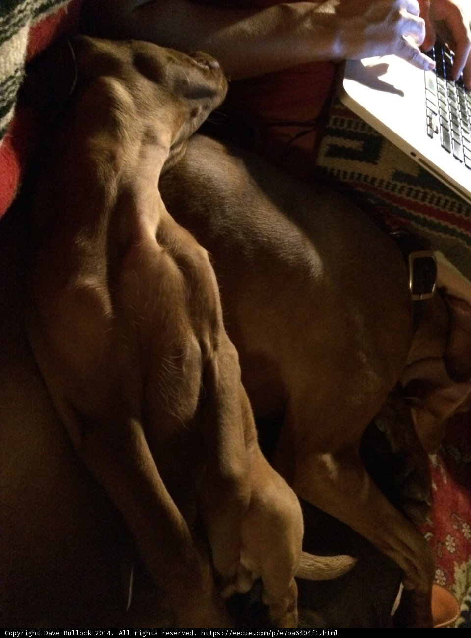 Tech-Savvy Hound