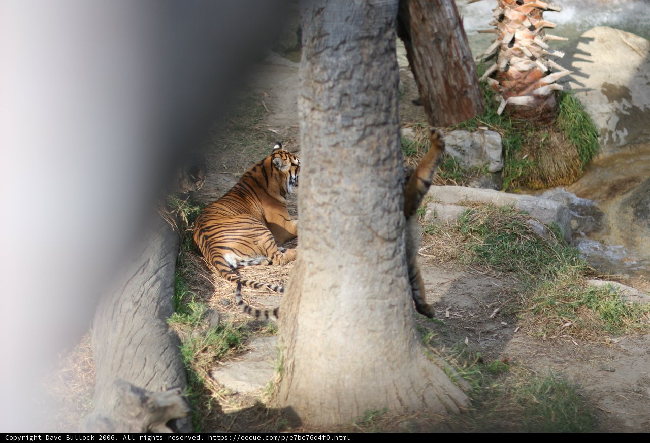 Majestic Tiger on the Rocks
