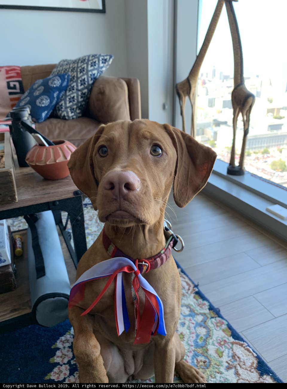 Patriotic Pup
