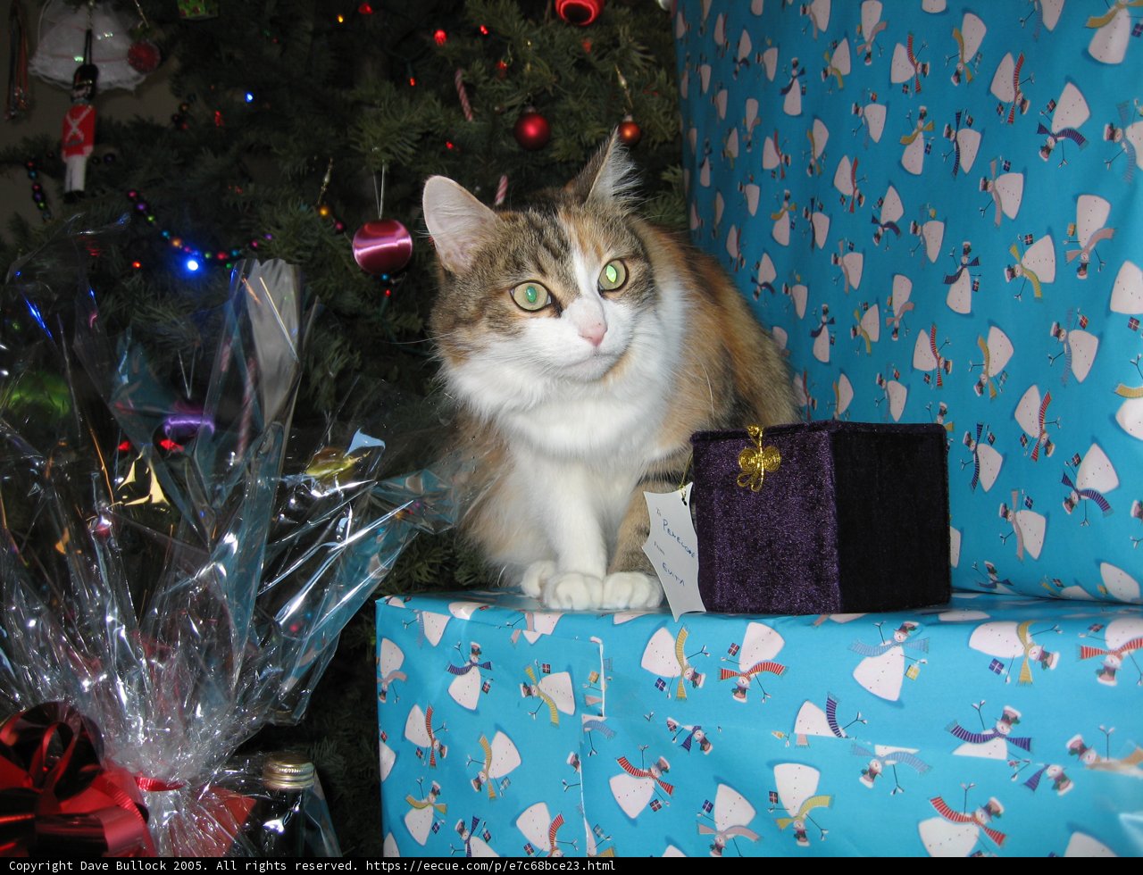 Feline Festivities