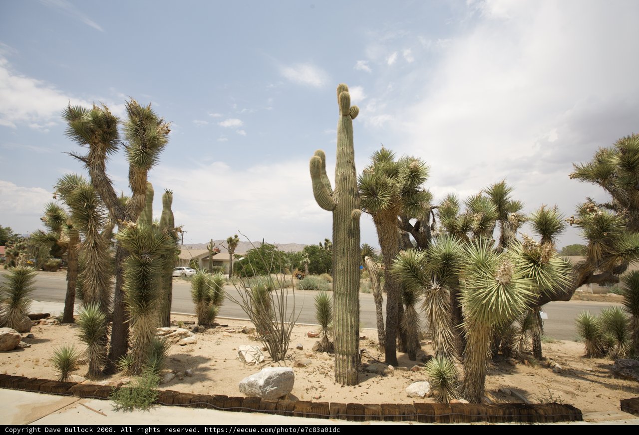 Cactus Oasis