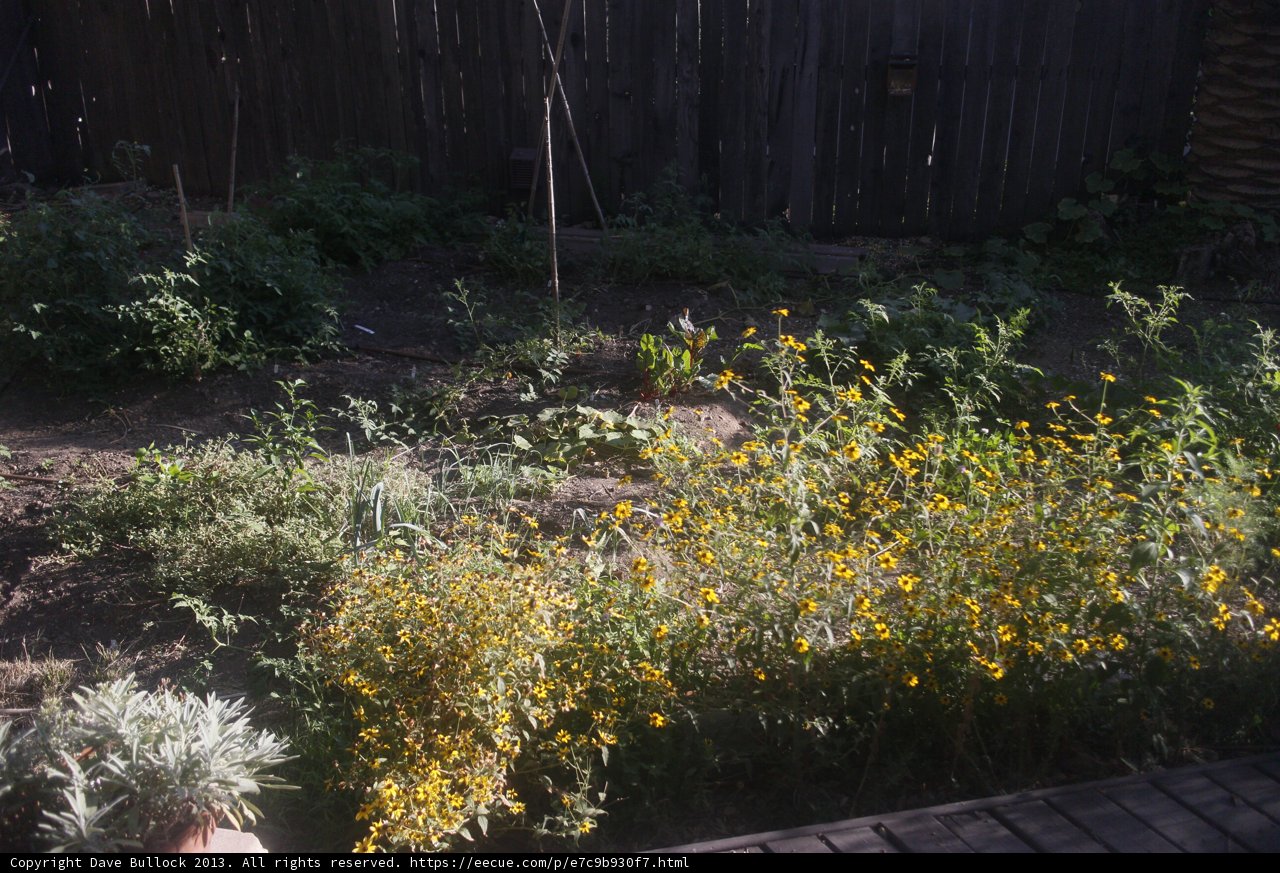 A Vibrant Garden Blooming with Yellow Flowers