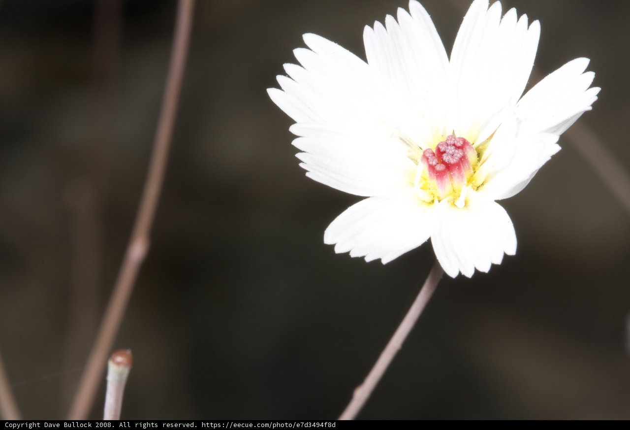 Desert Daisy
