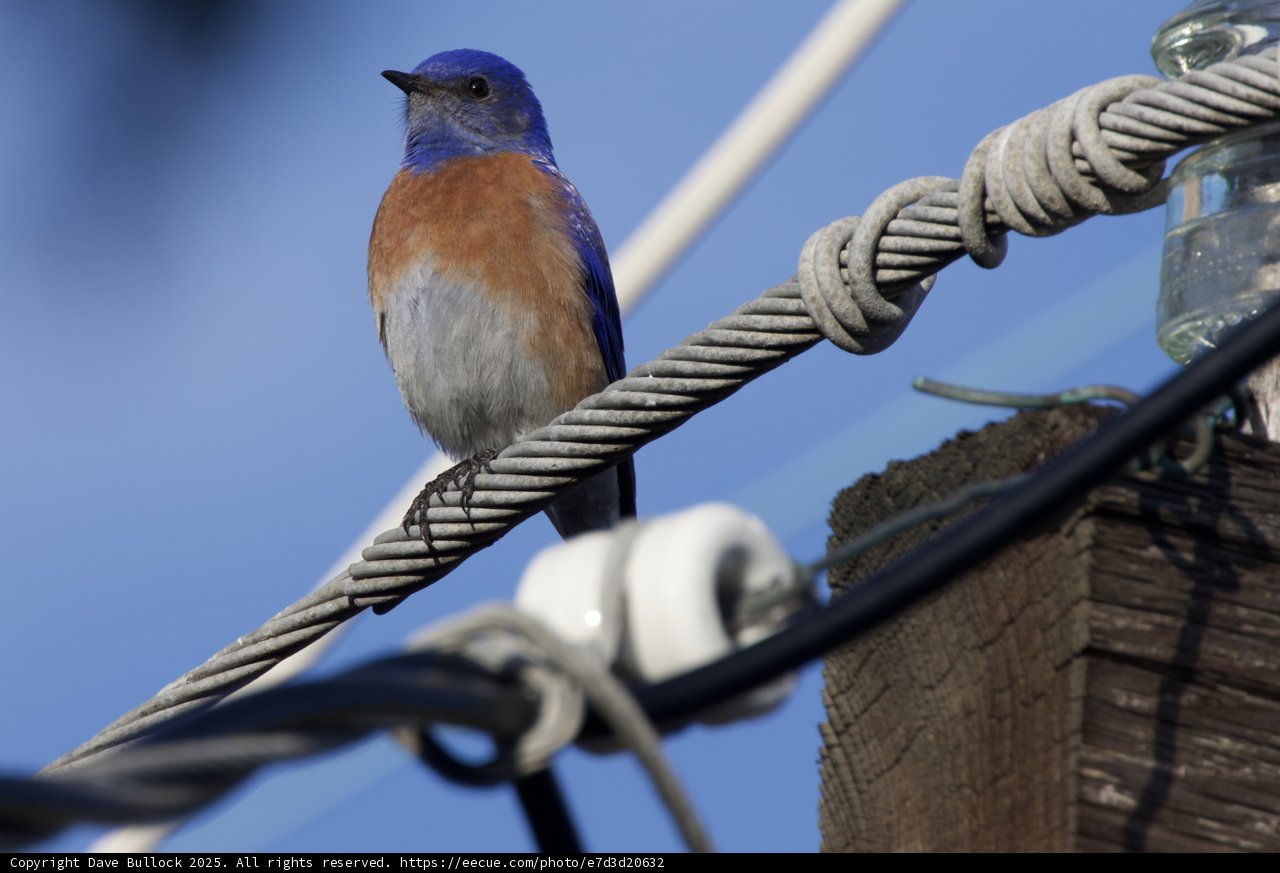 Perched Beauty
