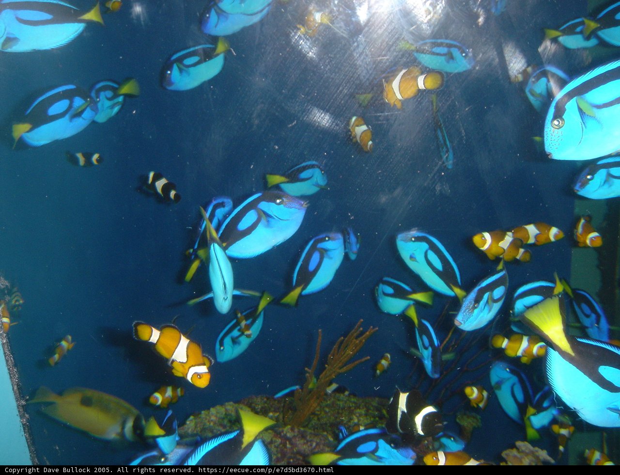 A Colorful School of Fish in the Aquarium