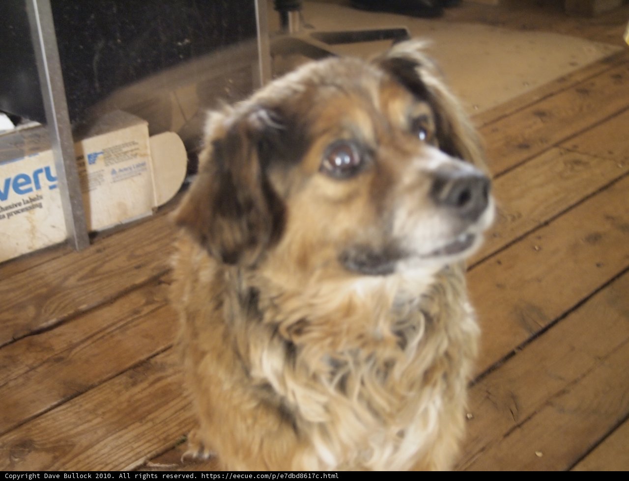 Paws on Plywood