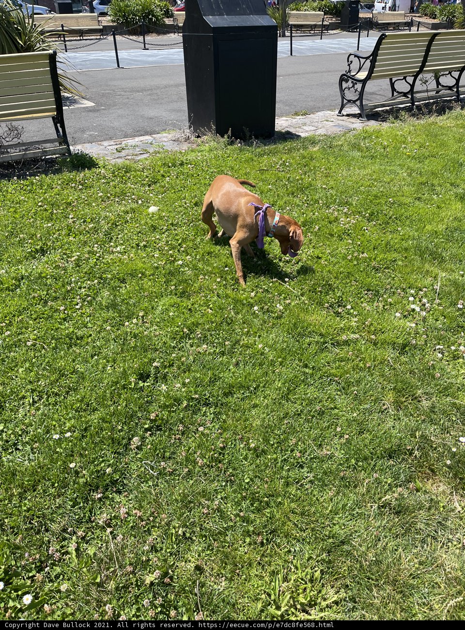 Playfully Pouncing Pup in Ghirardelli Square