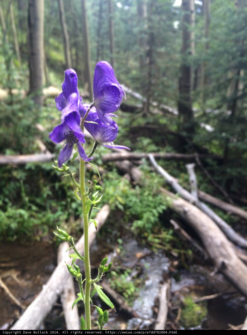 Mystic Purple in the Santa Fe Wilderness
