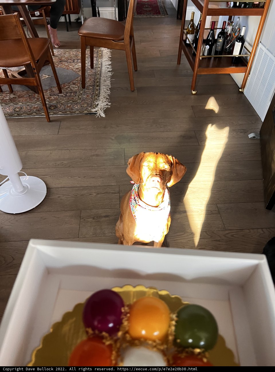 Donut-Sitting Dog