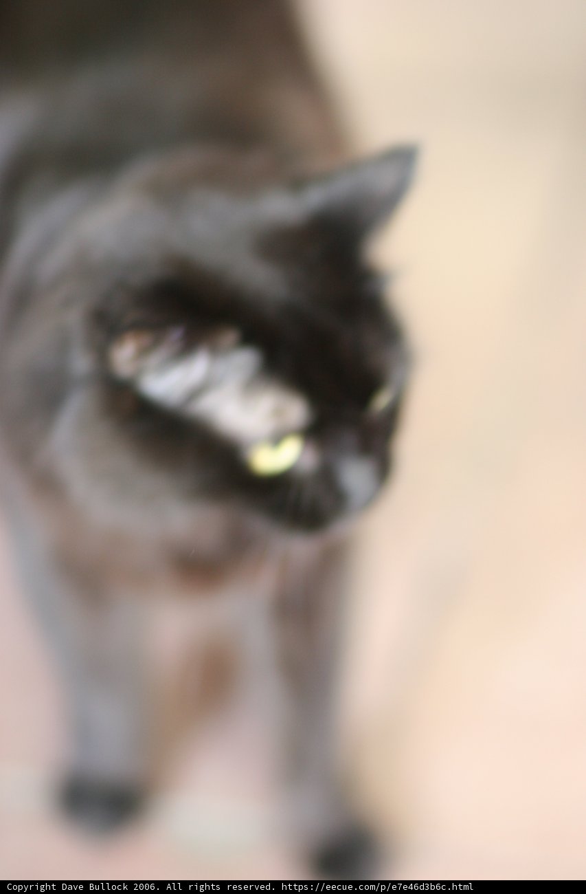 Furry Feline Blur