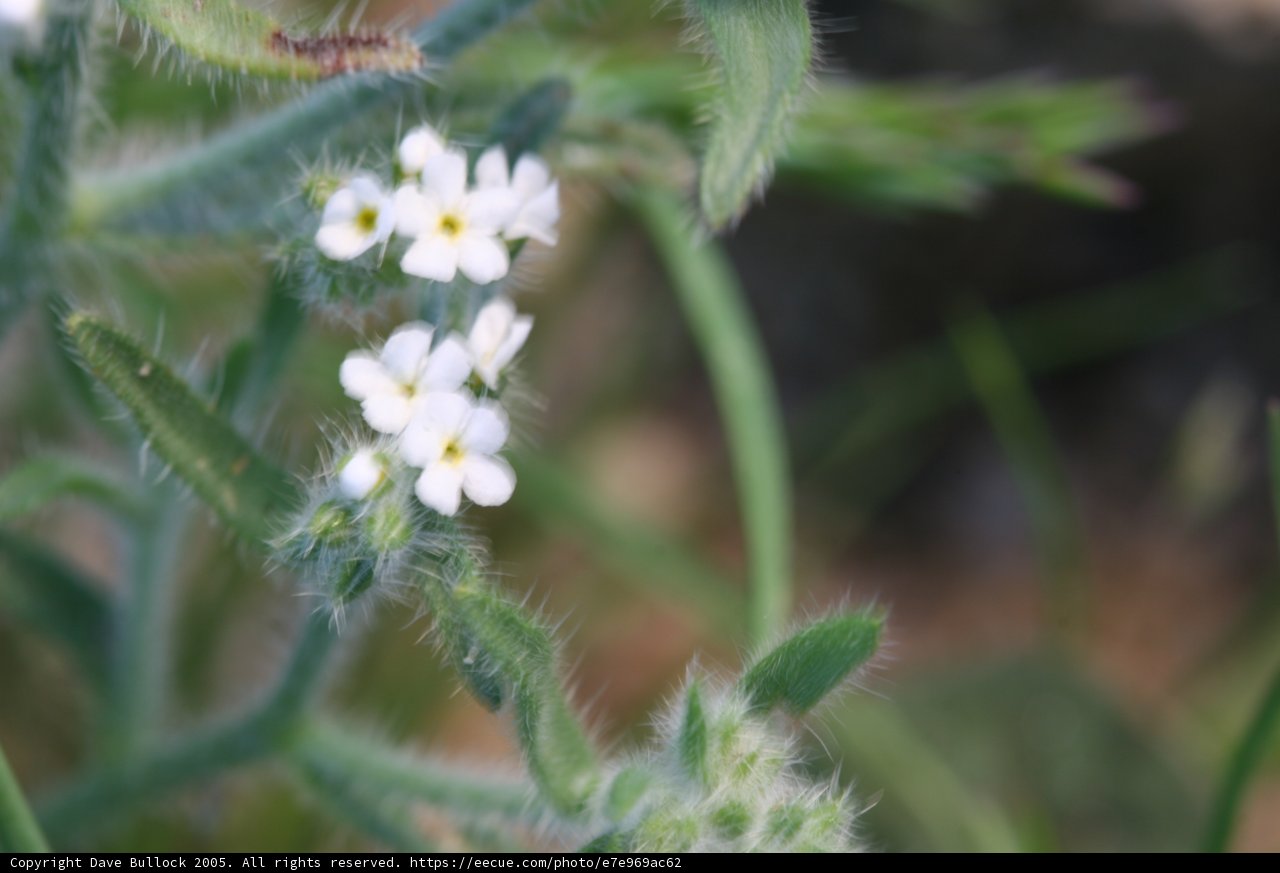 Delicate Geranium Flower