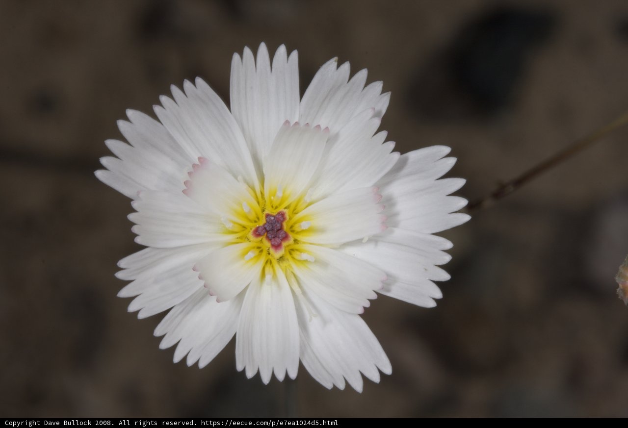 Captivating Daisy in the Desert