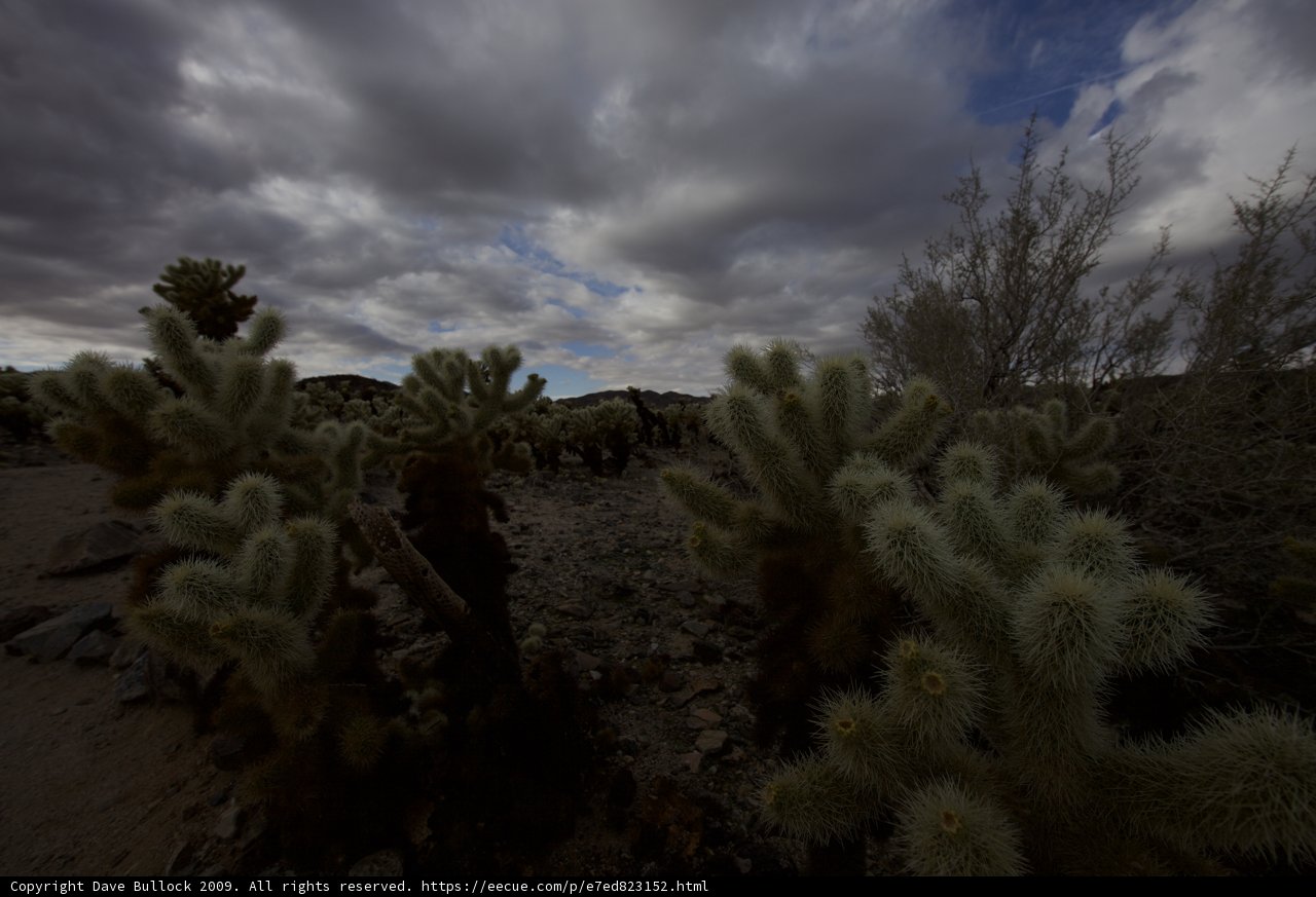 Majestic Cacti in a Cloudy Sky