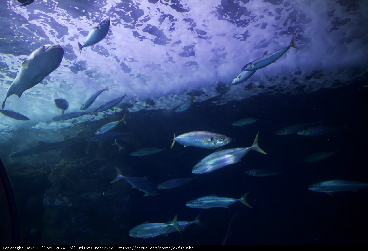 Symphony of the Sea: A Spectacular Gathering of Marine Life
