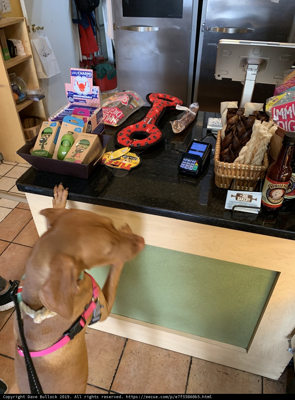 Counter Canine