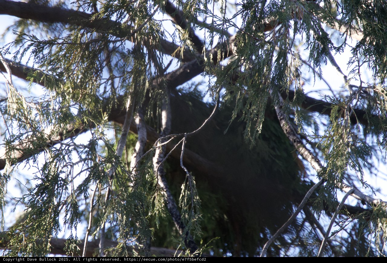 Great Horned Owl Perched in Yosemite Cedar Tree