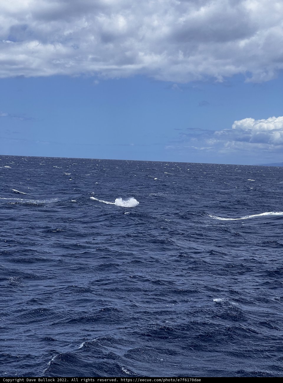 Majestic Whale in the Pacific Ocean