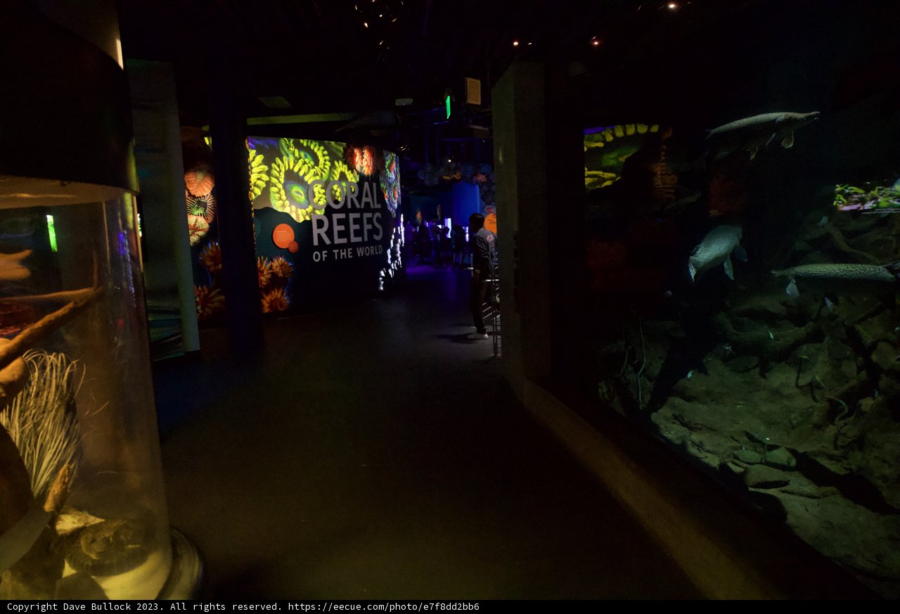 Nightlife Under the Sea at Golden Gate Park