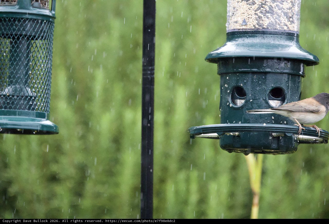 Small Bird Feeding in the Rain at Garden Feeder