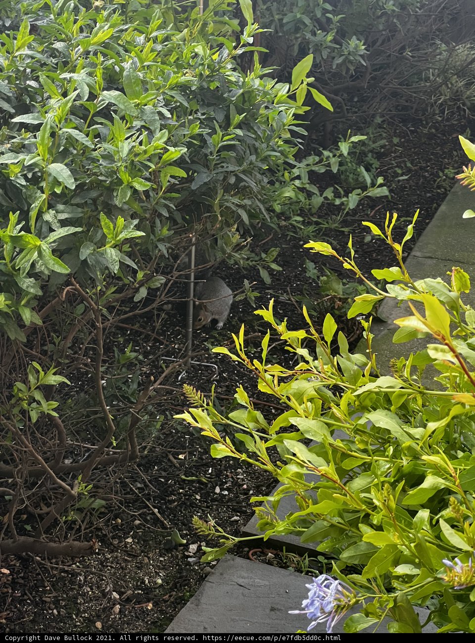 Feathered Houseguest