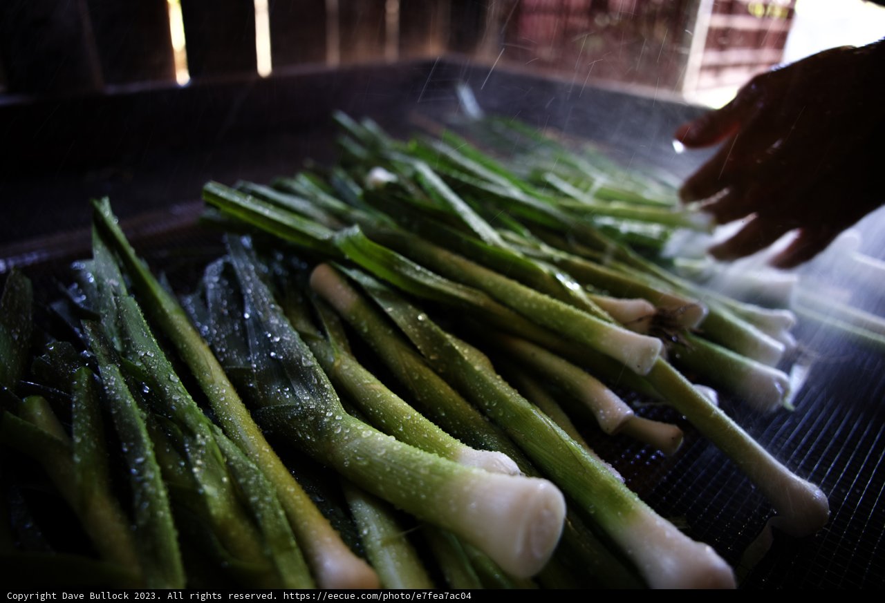 Grilling Green Onions at Regenerative Agriculture Class