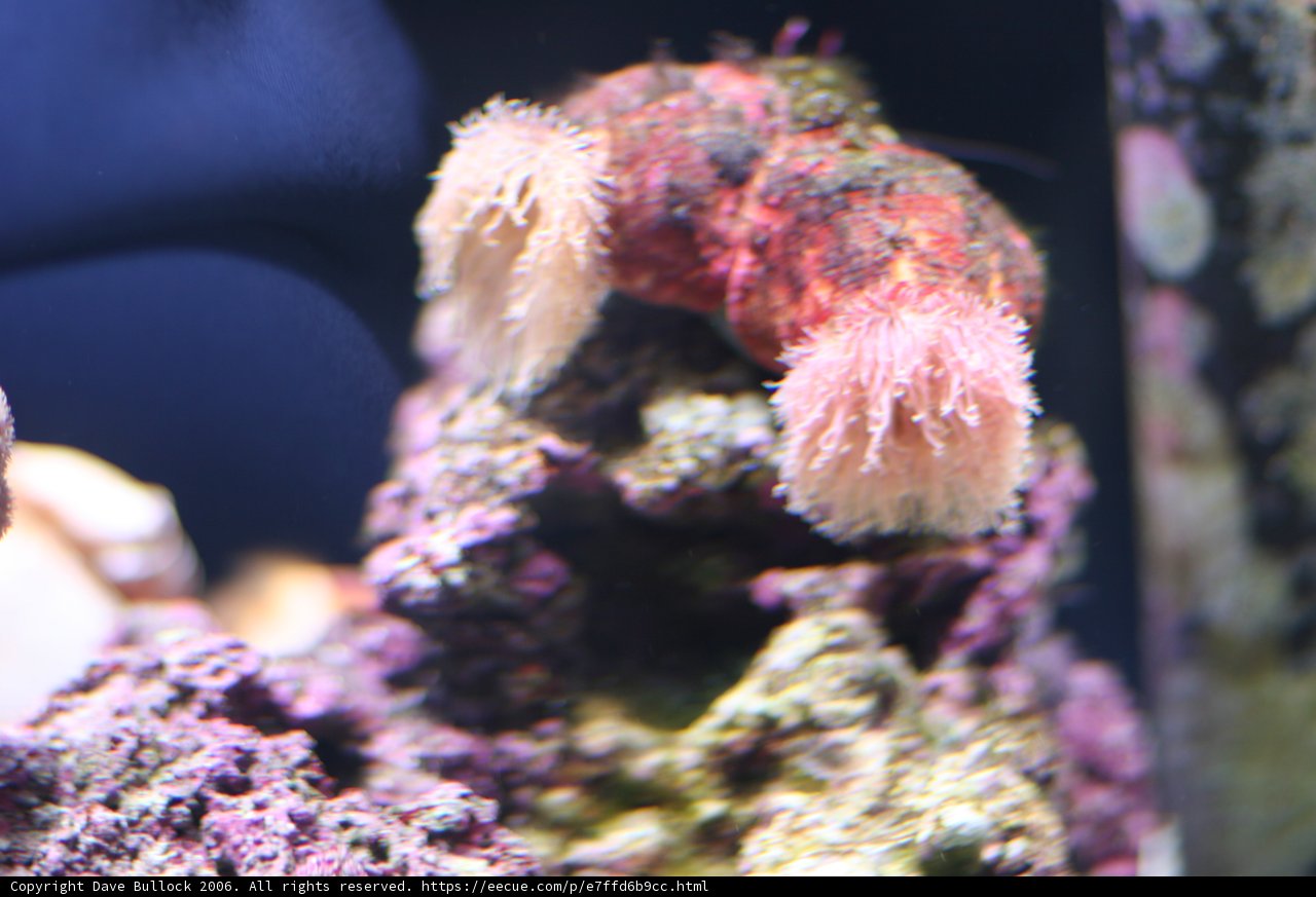 Pink Sea Anemone in Aquarium