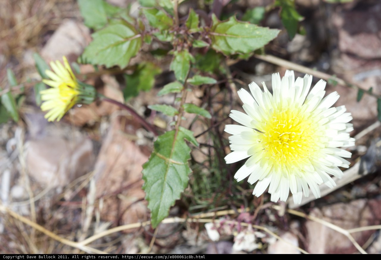 Yellow Daisy in Full Bloom