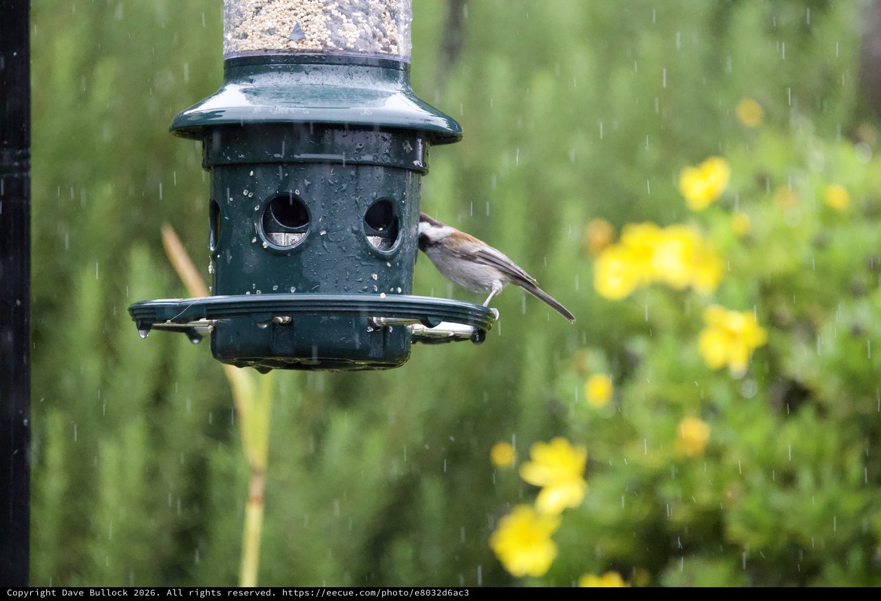 Chickadee Feeding in the Rain at Garden Bird Feeder