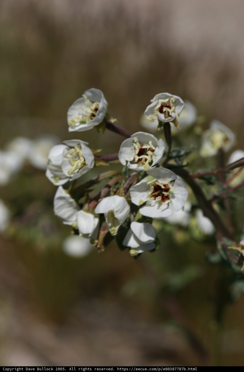 Delicate Blooms
