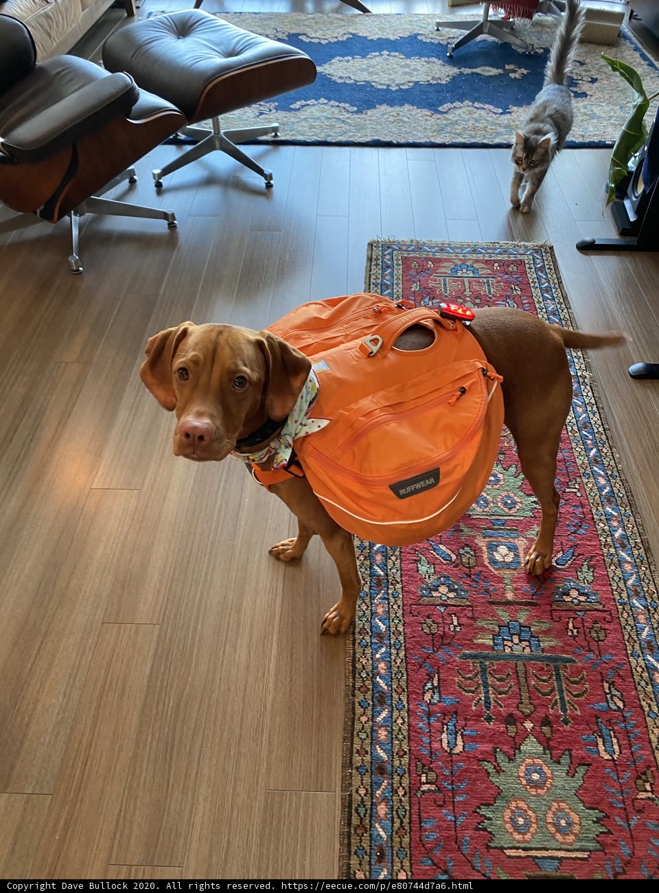 Backpack Pup on Hardwood Floors