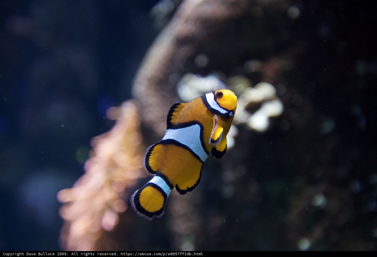 Colorful Clownfish in the Aquarium