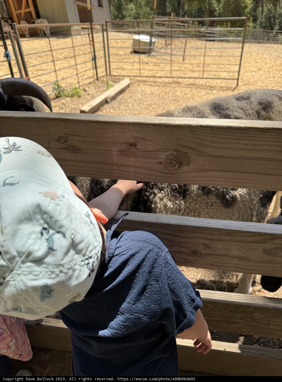 Curious Encounters at Tilden Nature Area
