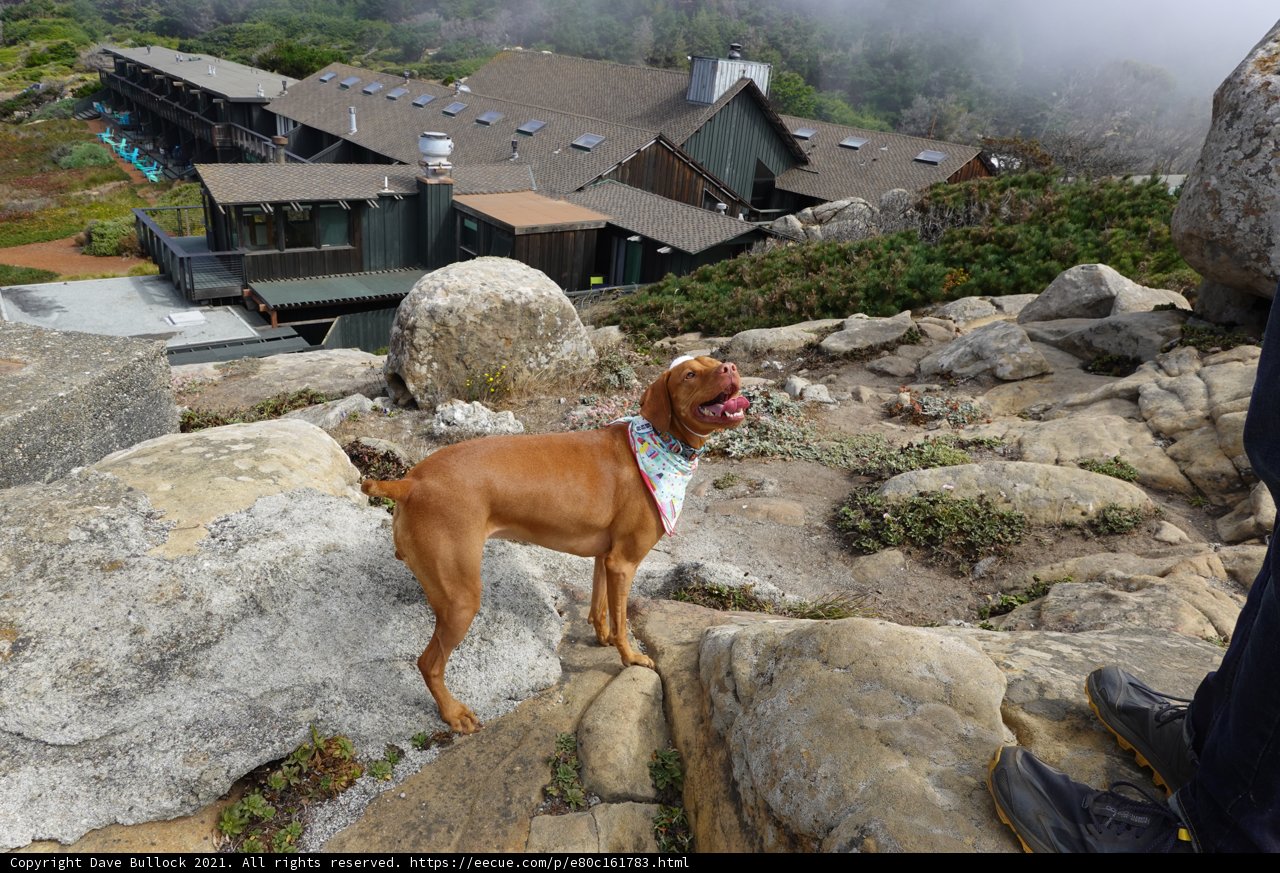 Man's Best Friend and Personal Guard